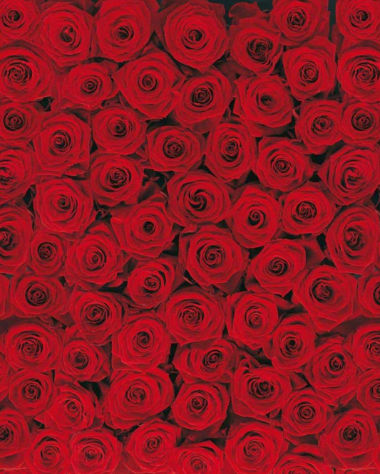 Fototapete 4-077 Roses 194 × 270 cm versandkostenfrei