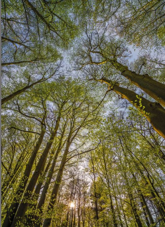 Fototapete 4-522 Canopy 184 × 254 cm versandkostenfrei