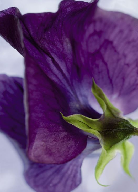 Fototapete 4-711 Viola 184 × 254 cm versandkostenfrei