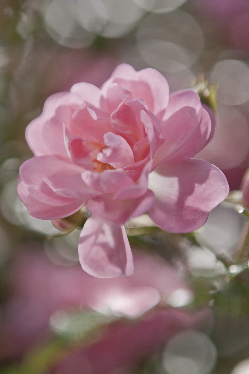 Fototapete 4-713 Bouquet 184 × 254 cm versandkostenfrei