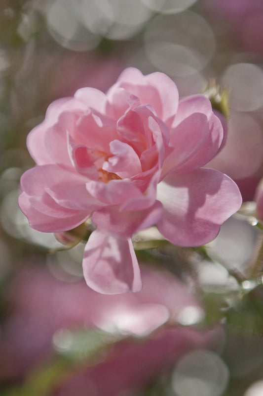 Fototapete 4-713 Bouquet 184 × 254 cm versandkostenfrei