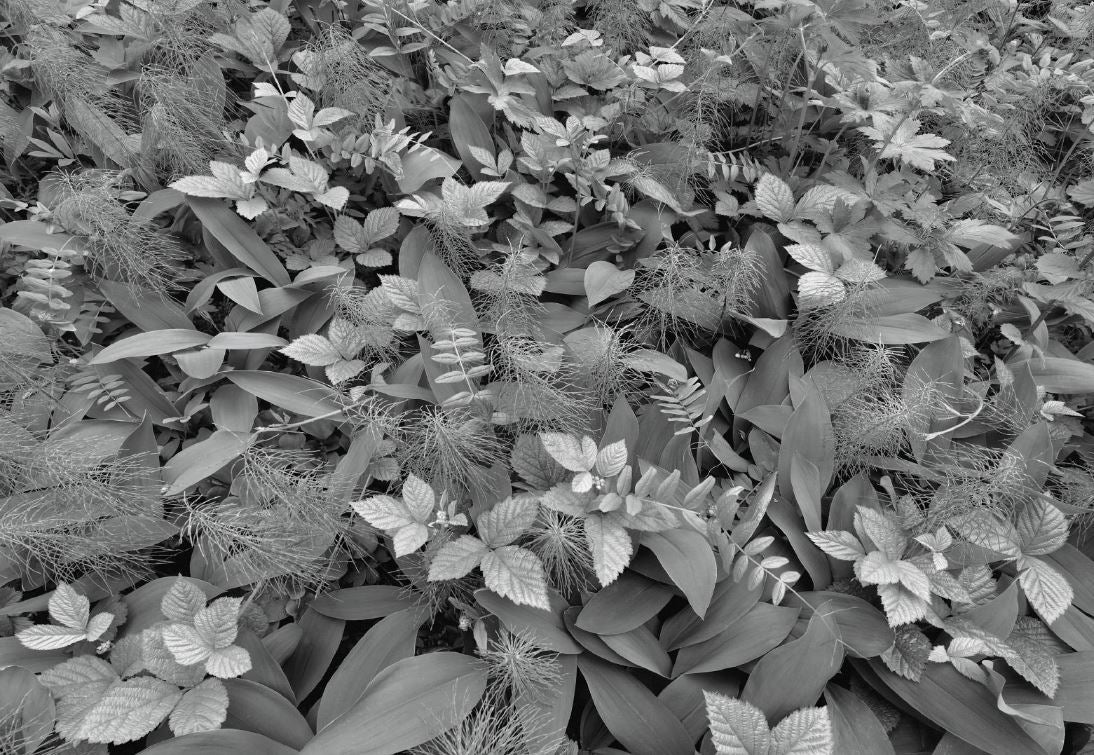 Fototapete 8-914 Forest Floor 368 x 254 cm - versandkostenfrei