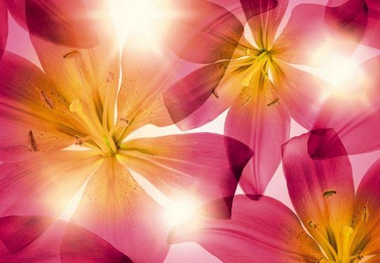 Fototapete 8-928 Summer Sun 368 x 254 cm neu und originalverpackt