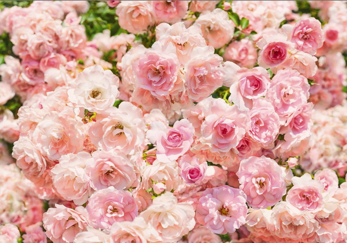 Fototapete 8-937 Rosa 368 x 254 cm
