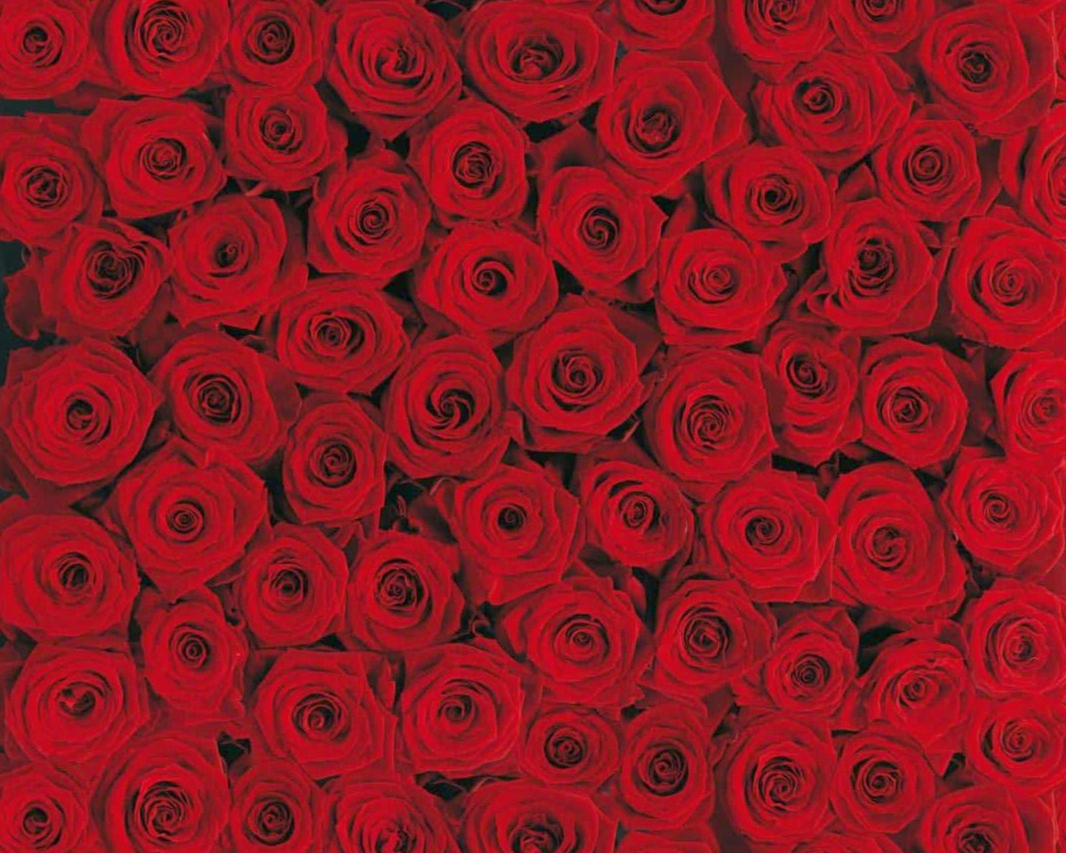 Fototapete 4-077 Roses 194 × 270 cm versandkostenfrei